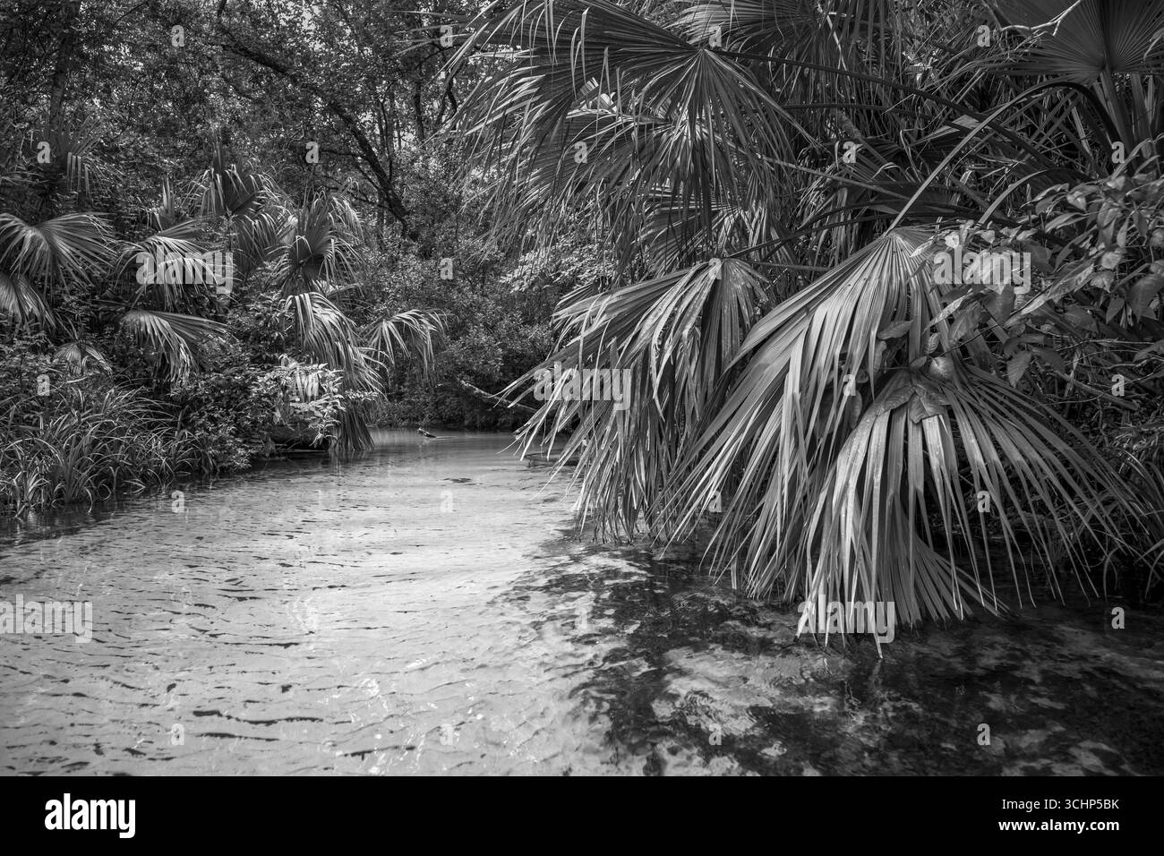 Ein Bach mit vielen Namen. Die Quelle speist und speist den Rainbow River. Eine subtropische Wildnislandschaft in Florida. Stockfoto