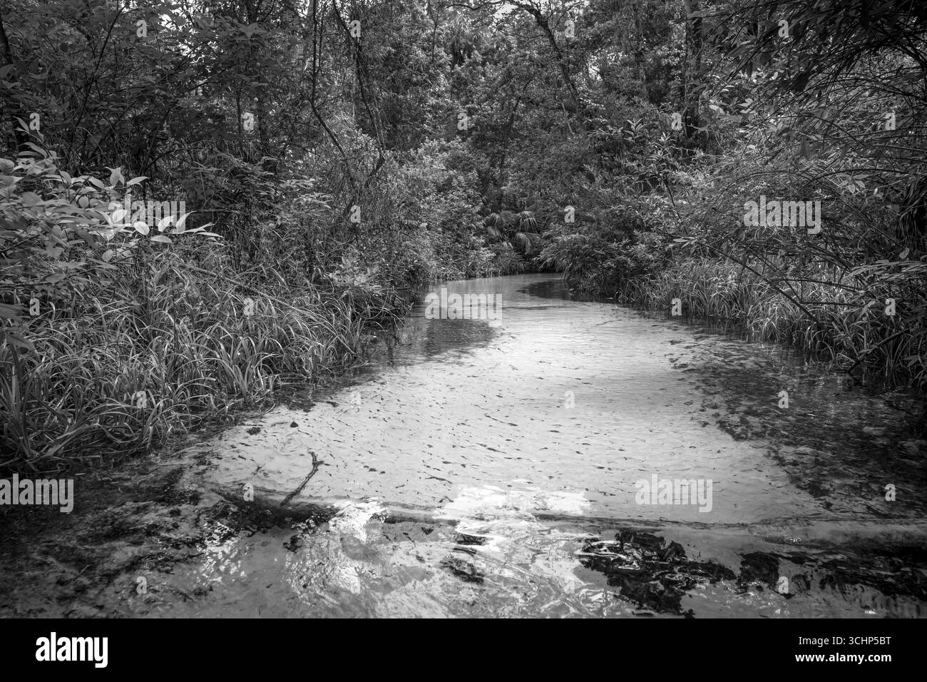 Ein Bach mit vielen Namen. Die Quelle speist und speist den Rainbow River. Eine subtropische Wildnislandschaft in Florida. Stockfoto