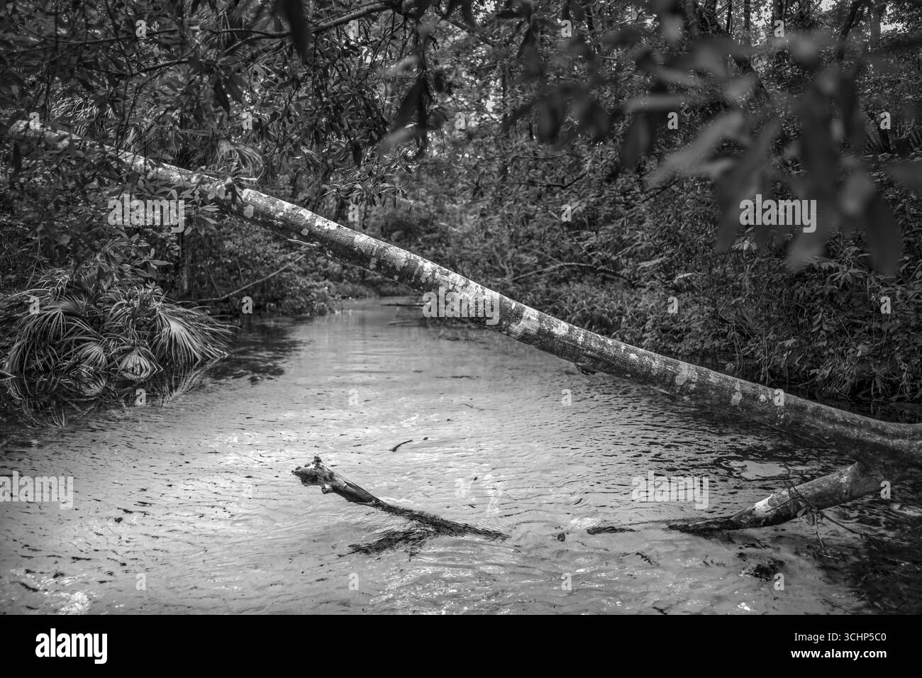 Ein Baum über einem kleinen Quellbach, der den Rainbow River speist. Dunnellon, Florida, Natur-Kunstfotografie-Landschaft. Stockfoto