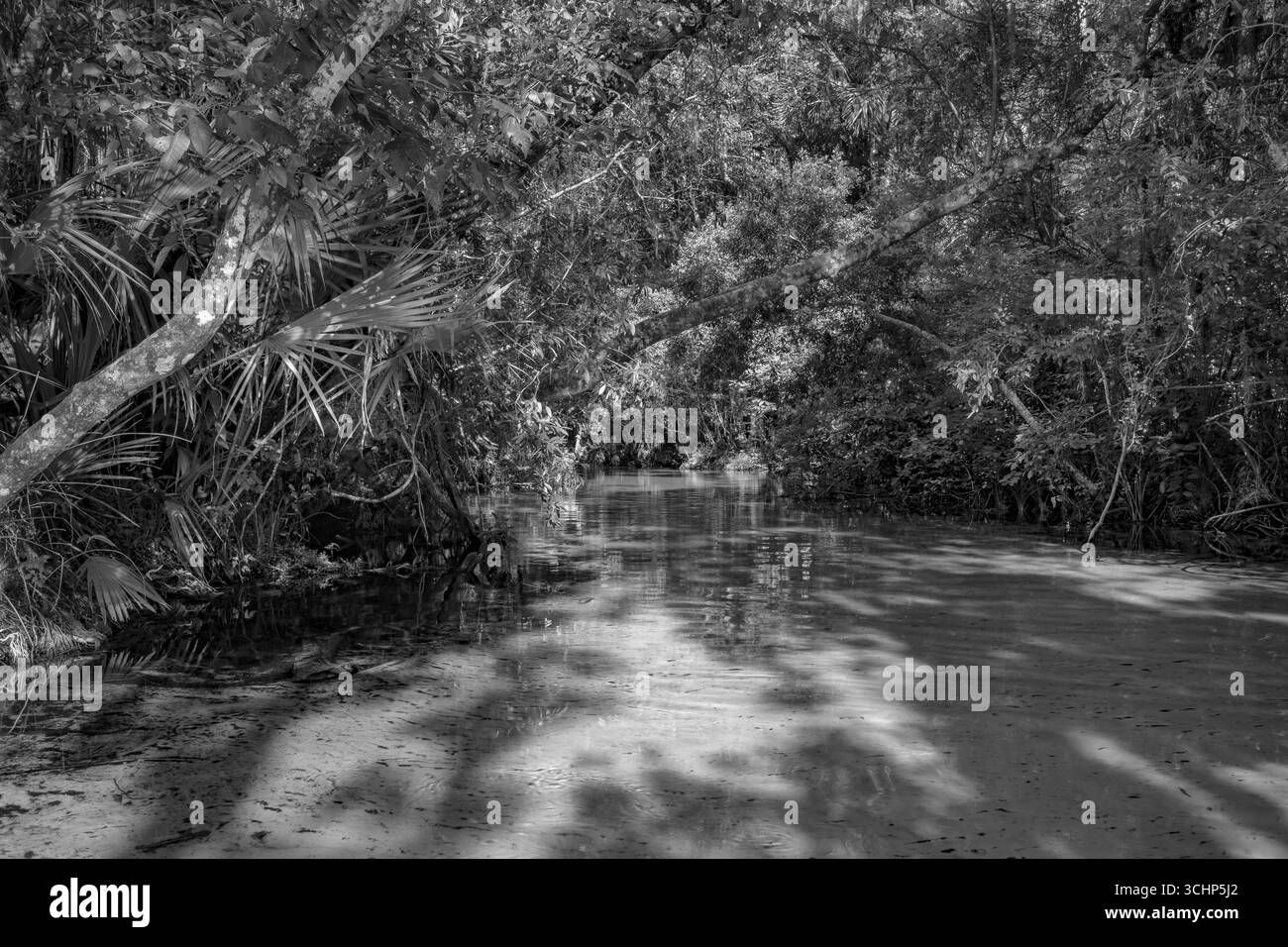 Ein klarer Quellbach, der in den Rainbow River mündet. Dunnellon, Florida. Landschaft Natur Kunst Fotografie Stockfoto