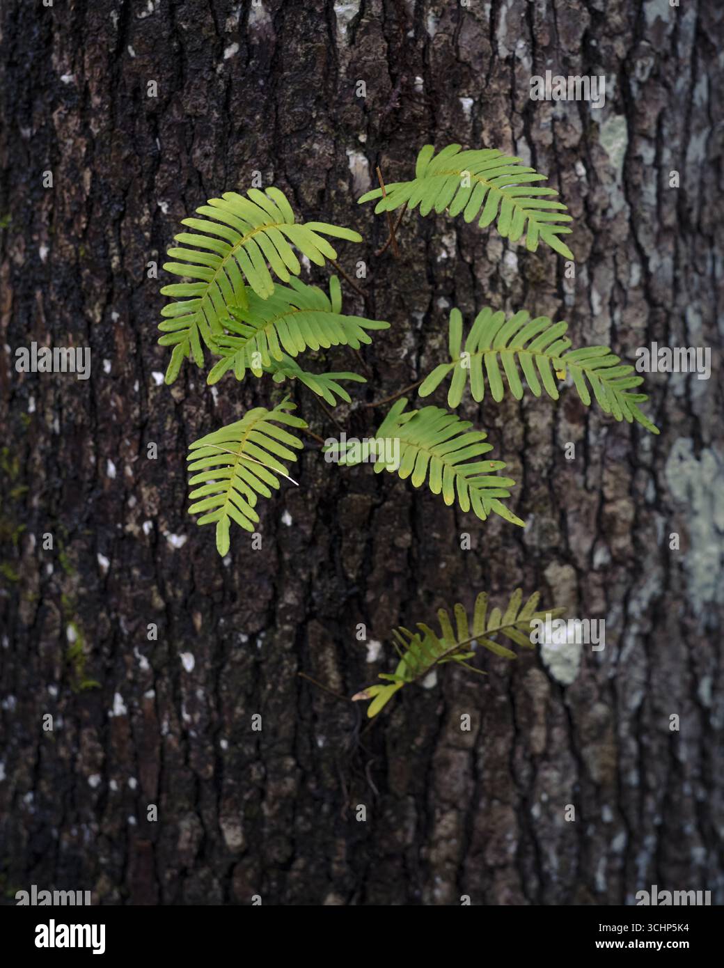 Auferstehung Farn (Pleopeltis polypodioides) wachsende auf Zweig eines  sdlichen live Eiche (Quercus virginiana) - Topeekeegee Yugnee (TY) Park,  Hollyw Stockfotografie - Alamy