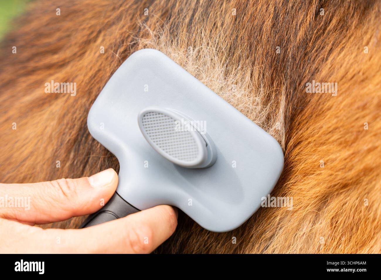 Hundefell Mit Dem Pflegewerkzeug Bürsten, Das Lose Haar Für Die Kontrolle Über Den Haarausfall Und Die Tierpflege Entfernt Stockfoto