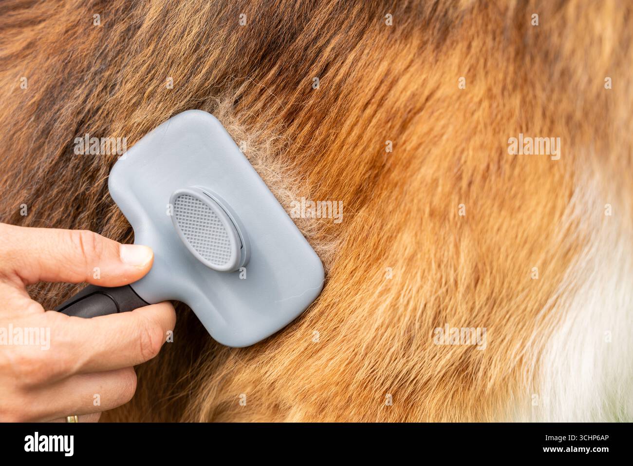 Großaufnahmehandlung Hundefell Mit Bürste Entfernt Loses Haar Für Haarausfall Und Pflege Des Fells Stockfoto
