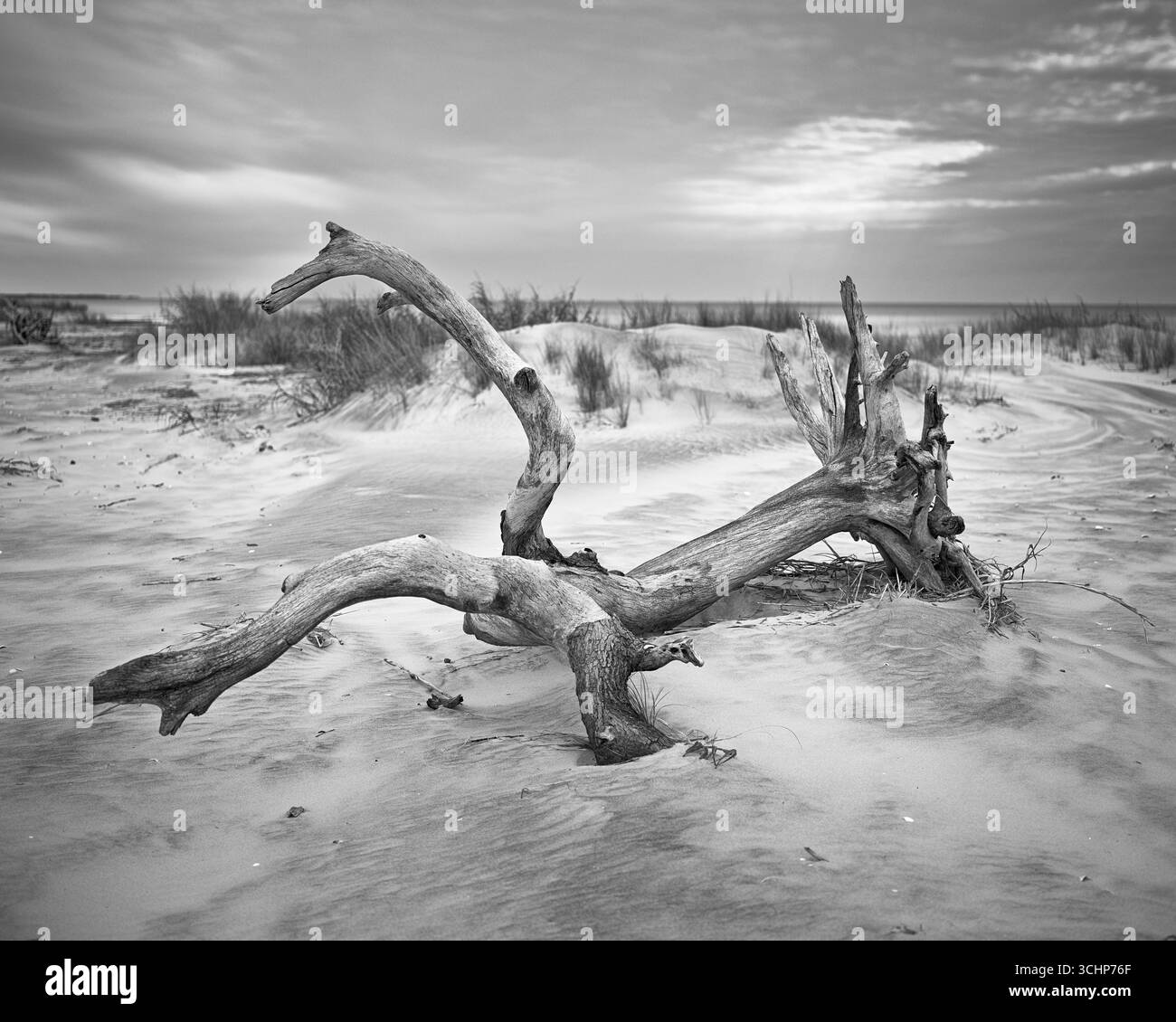 Ein stark verwitterter, gefallener Baum in den Sanddünen von Hunting Island, South Carolina. Schwarzweiß-Bild im mittleren Format. Stockfoto