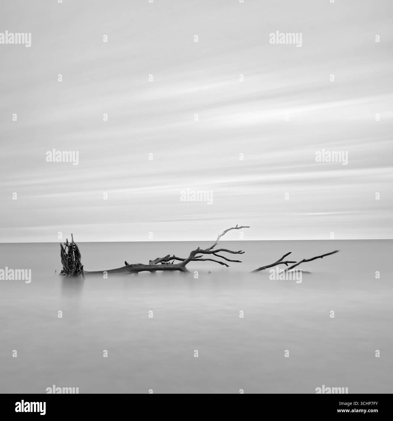 Ein Baum, der vor der Jagdinsel in South Carolina ins Meer verloren ging. Schwarzweiß-Foto im mittleren Format. Eine minimalistische Meereslandschaft. Stockfoto