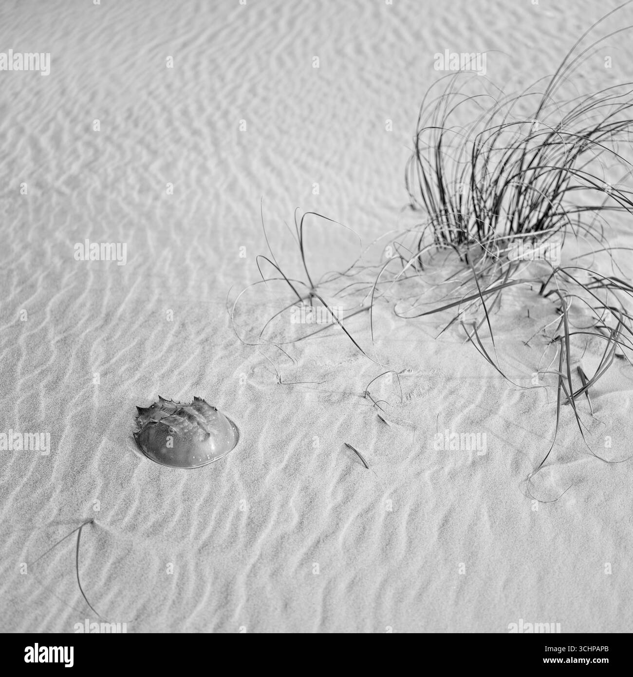 South Carolina Beach. Hufeisenkrabbenschale und Gras auf weißem Sand. Digitales Schwarzweiß-Bild im mittleren Format. Stockfoto