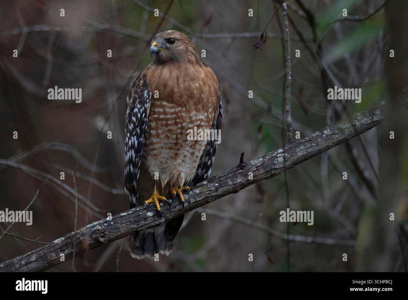 Der Rotschulterfalke (Buteo lineatus) ist ein mittelgroßer Buteo. Stockfoto
