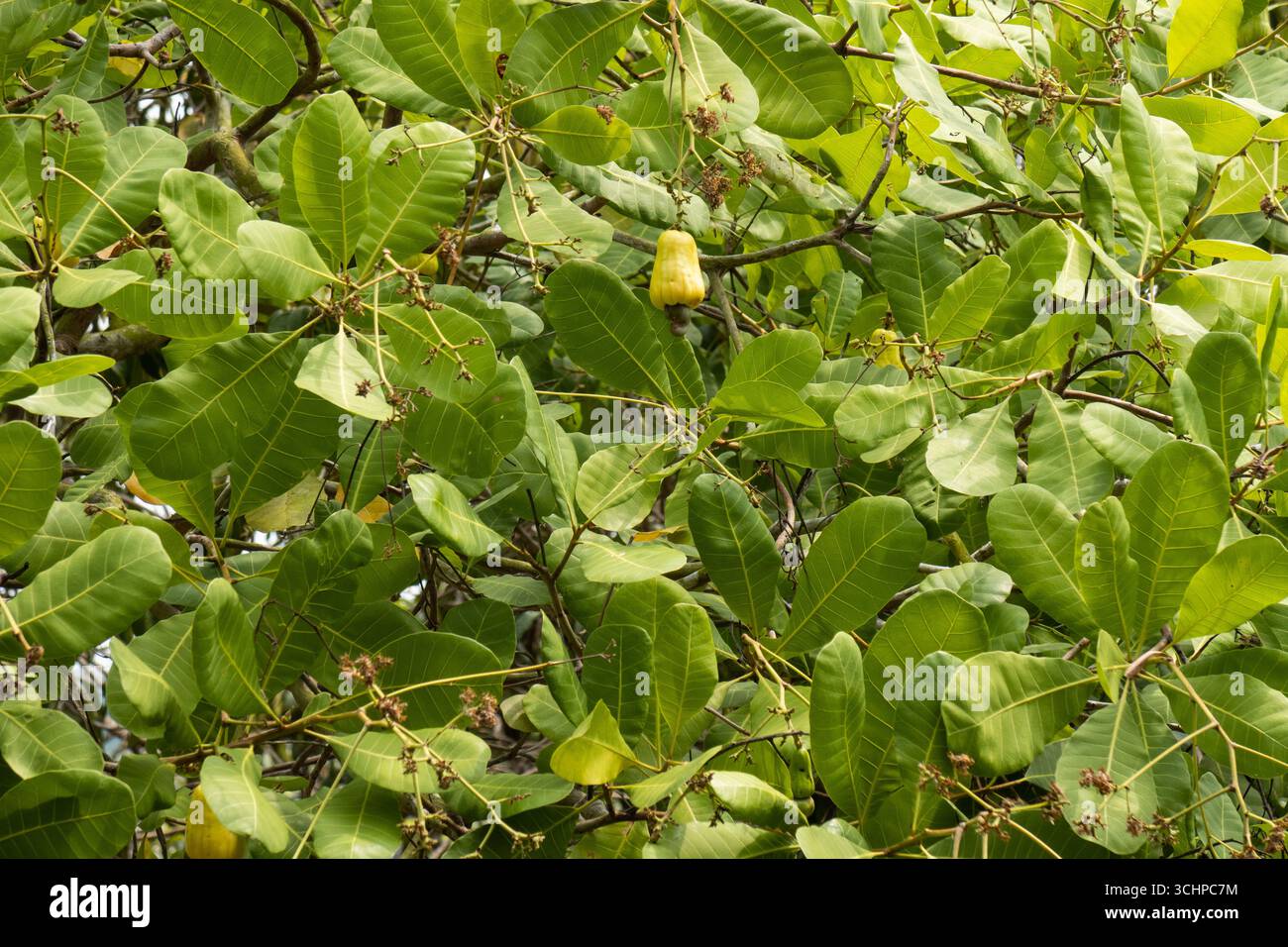 Nuss und Apfel des Cashewbaums (Anacardium occidentale) Stockfoto