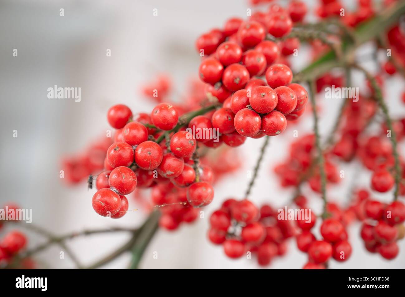 Rote Palme Frucht der Zwergpalme oder weihnachtspalme, Adonidia merrillii, helle reife Beere Stockfoto