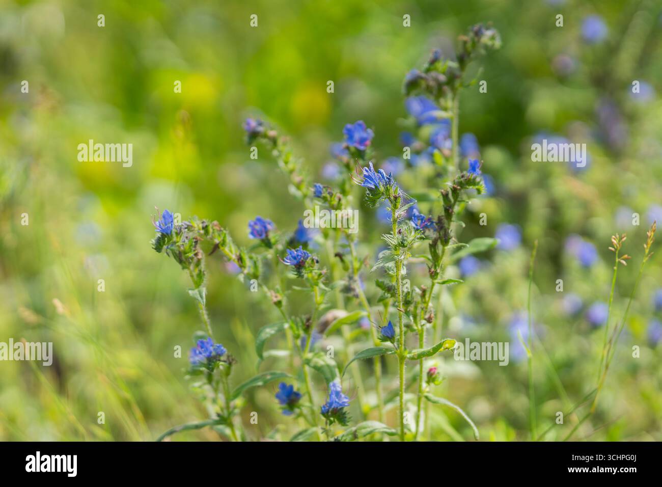 Viper Bugloss - Blaugras (Echium vulgare) blüht im Sommer. Echium vulgare, bekannt als Viper's Bugloss oder Blueweed, wächst auf einer Wiese. Stockfoto