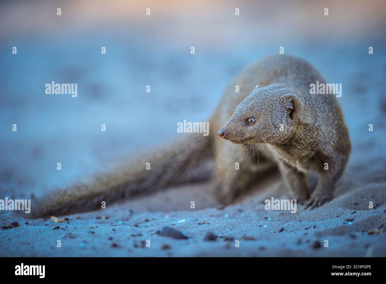 Ein Mungo im Okavango-Delta am 13. Juni 2012 in Okavango, Botswana. (Foto: Chris Ricco) Stockfoto