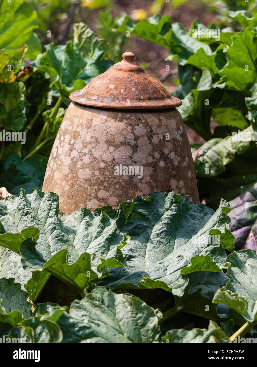 Traditioneller, verwitterter Rhabarber-Topf mit Deckel zum Blanchieren der Stiele im Rhababrb-Laub Stockfoto