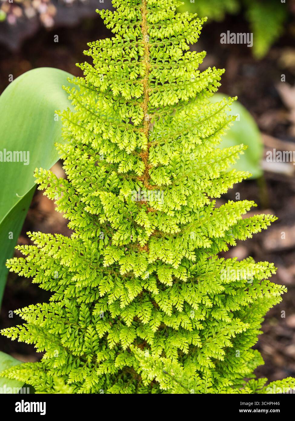 Lacy, aufwändig geteilter Frond des harten Weichschildfarns, polystichum setiferum (Divisilobum-Gruppe) „Herrenhausen“ Stockfoto