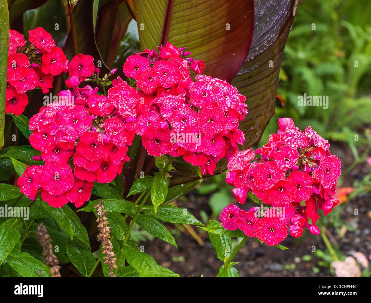 Regen gesprenkelt Sommer duftende Blüten der Zierborte mehrjährig, Phlox paniculata „Prinz von Orange“ Stockfoto