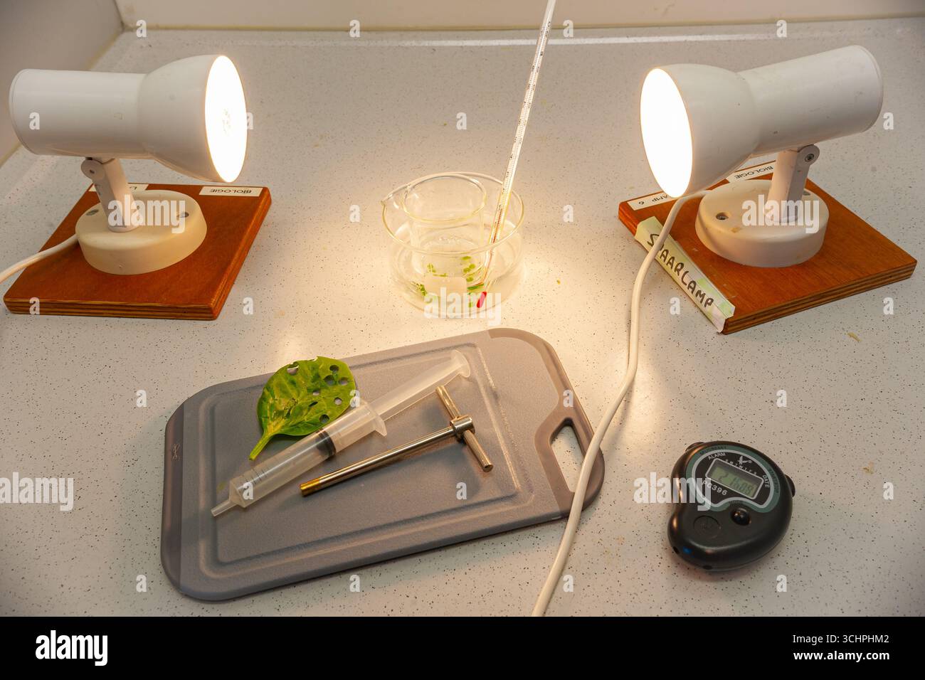 Photosynthese-Experiment in der Biologieklasse werden Spinatblattscheiben in Backnatron-Lösung Licht ausgesetzt. Stockfoto