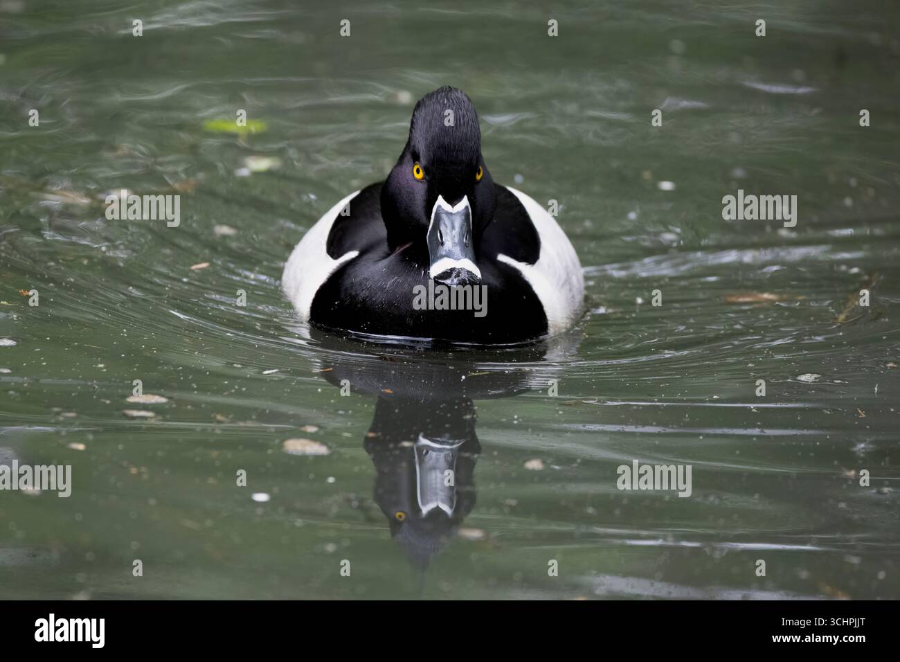 Aythya collaris ist eine Tauchente, die häufig in Süßwasserteichen und Seen vorkommt. Stockfoto