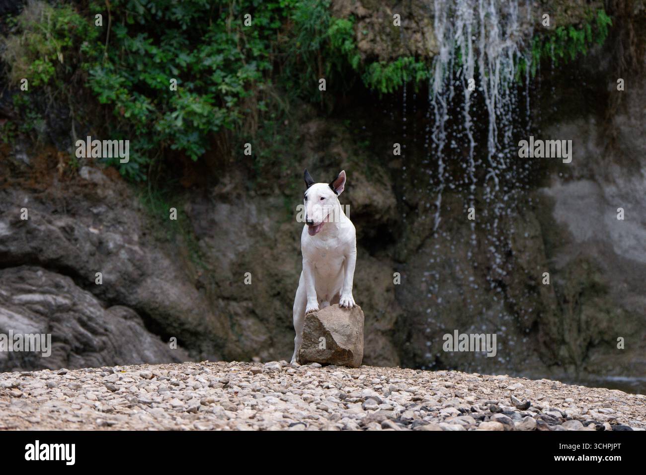 Muskulöser Bullterrier im Freien in rauer felsiger Landschaft mit Wasserstrom Stockfoto