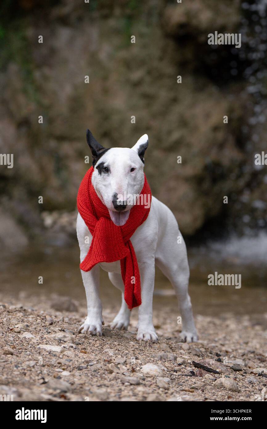 Starker weißer Bullterrier mit stilvollem rotem Schal in der Nähe von Felsen und Wasserfall Stockfoto