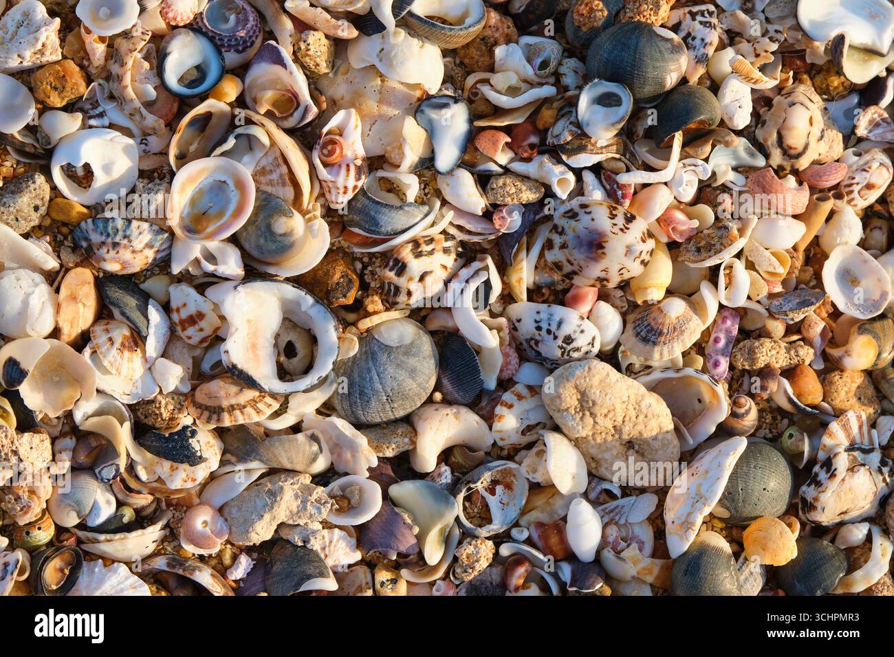 Eine Vielzahl von mehrfarbigen Muscheln und Felsstücken am Strand von Cape Leeuwin im Südwesten Westaustraliens. Stockfoto