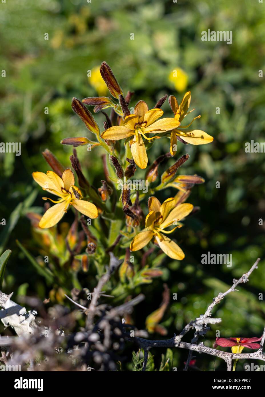 Nahaufnahme von Butterflylilien Wachendorfia mit gelben Blütenblättern und grünem Laub West Coast Wild Flowers Südafrika Stockfoto