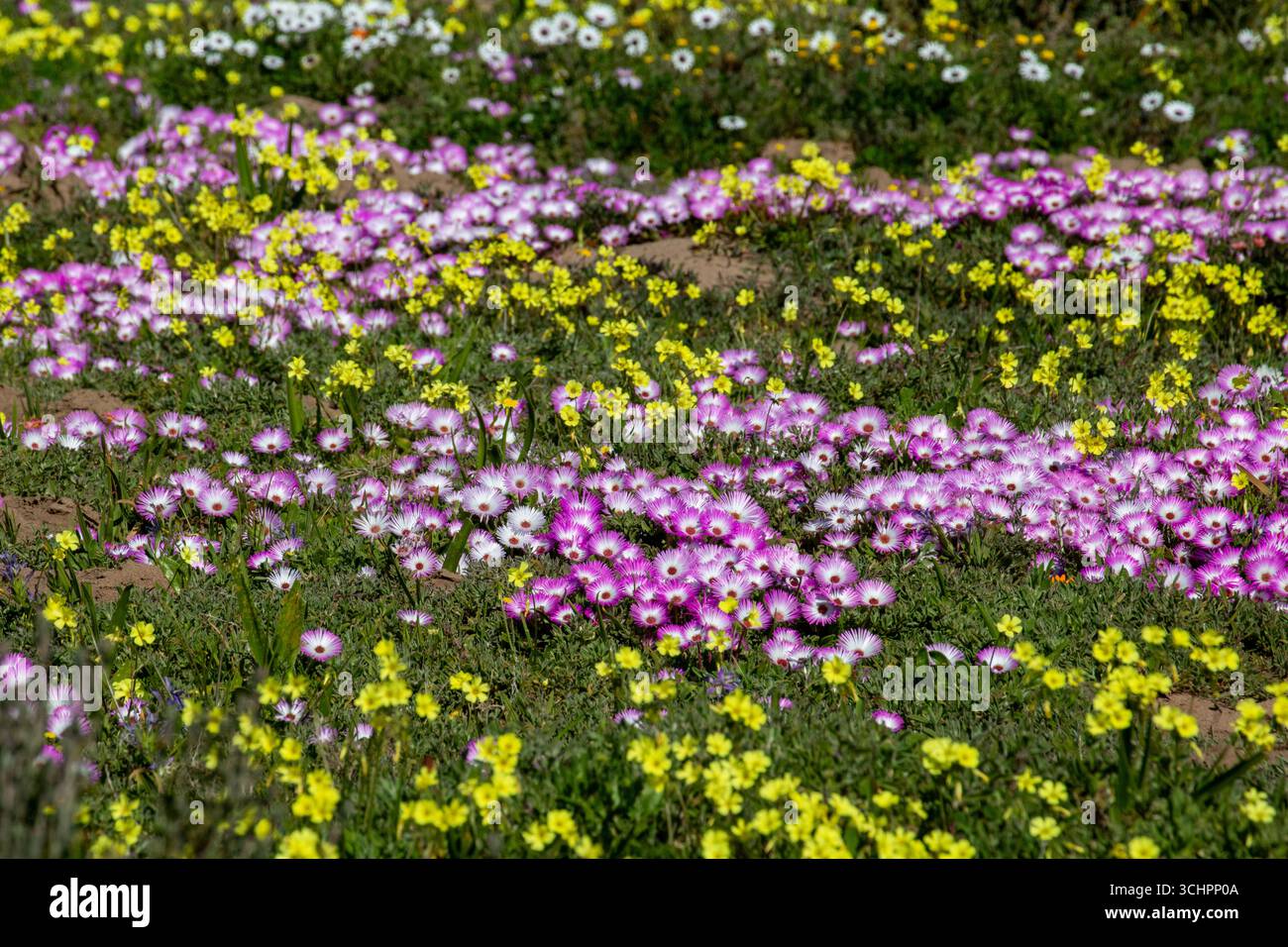 Wildblumenfeld mit Purple Vygies White and Yellow Daisies und Gazanias blühen an der Westküste Südafrikas Stockfoto