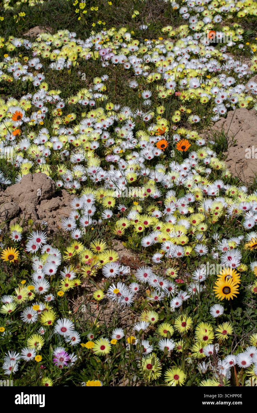 Nahaufnahme der weißen und gelben Wildblumen im farbenfrohen Teppich Bokbaai Vygie Cleretum bellidiforme Blooming Field Westküste Südafrika Stockfoto