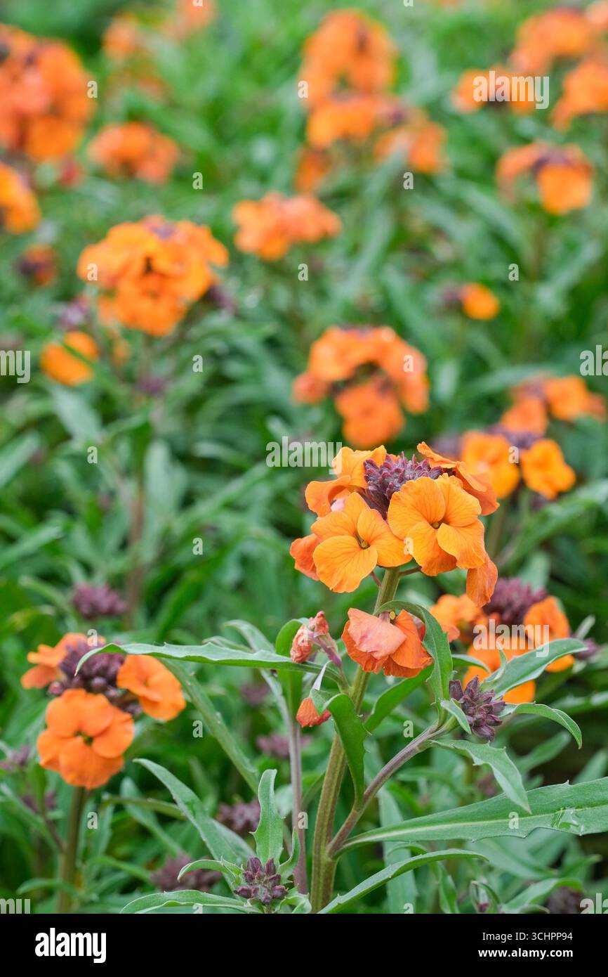 Erysimum Apricot Twist, Wallflower Apricot Twist, Erysimum Apricot Delight. Orangenblüten im Frühling Stockfoto