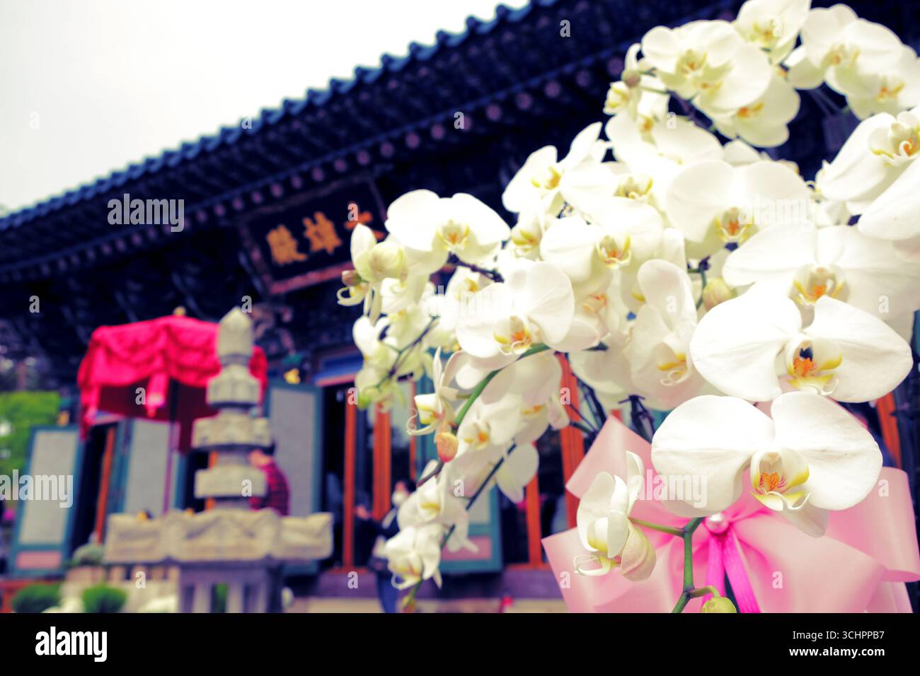 Sehen Sie weiße Orchideen vor einem koreanischen Tempel Stockfoto
