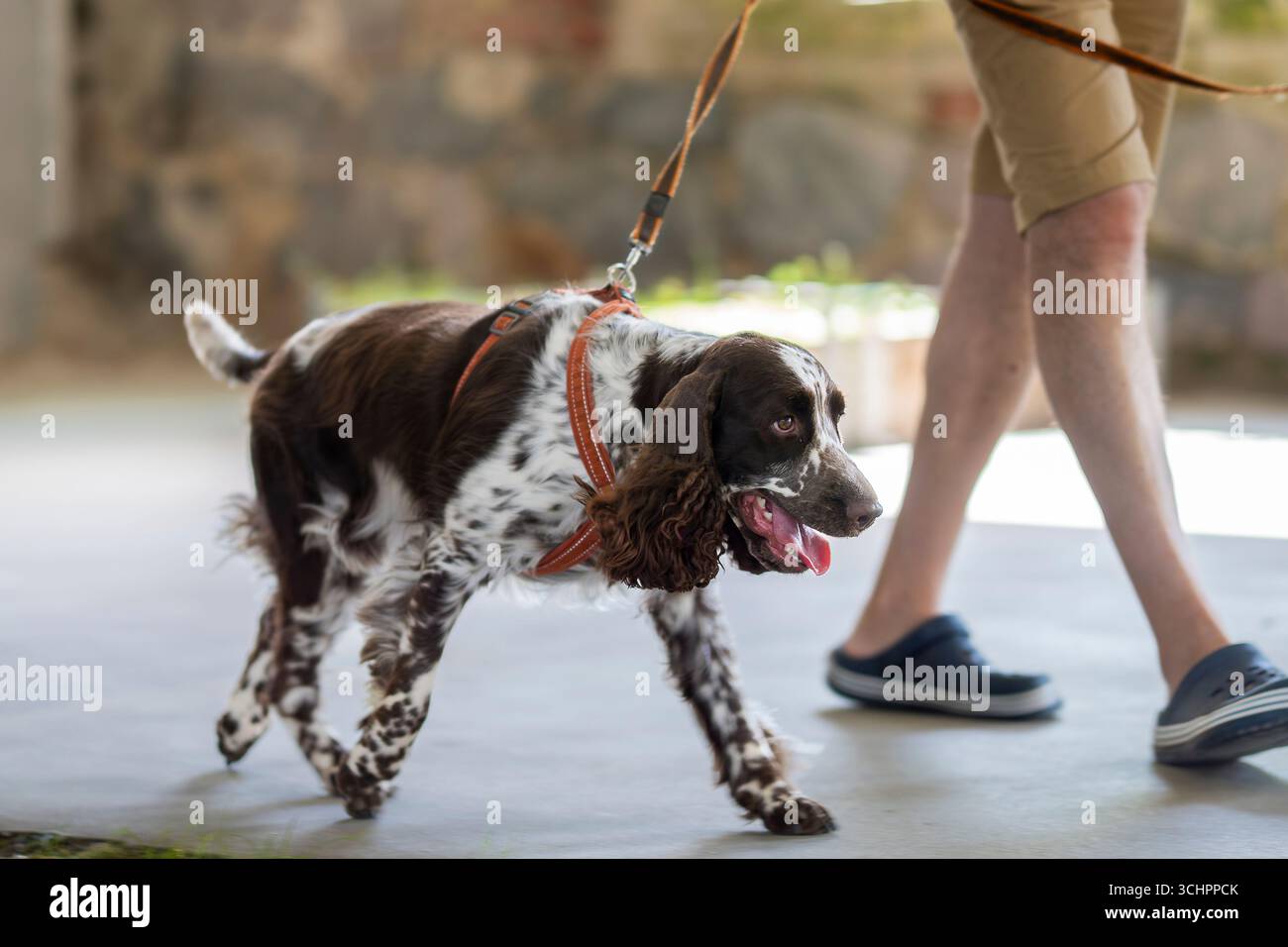Englischer springer Spaniel, der in der Halle läuft. Porträt von Spaniel, der auf dem Boden läuft. Stockfoto