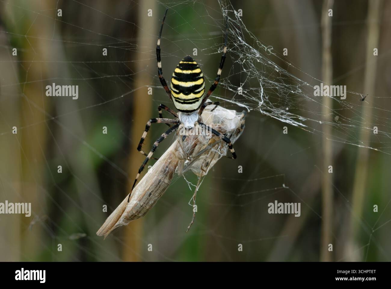 Wespenspinne, Argiope bruennichi Weibchen mit großer Beute. Mit einer gefangenen betenden Mantis, Nahaufnahme. Trencin, Slowakei Stockfoto