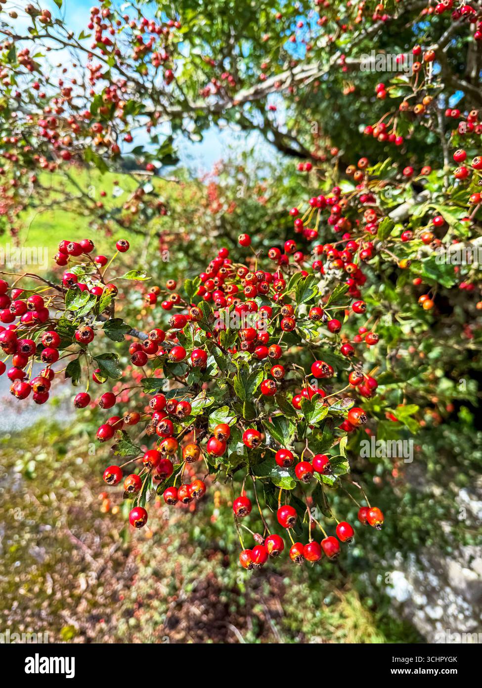 Eine herrliche Frucht des Weißdornstrauchs, September 20125 in Galway, Irland. Sehr häufig in den Hecken Irlands Stockfoto