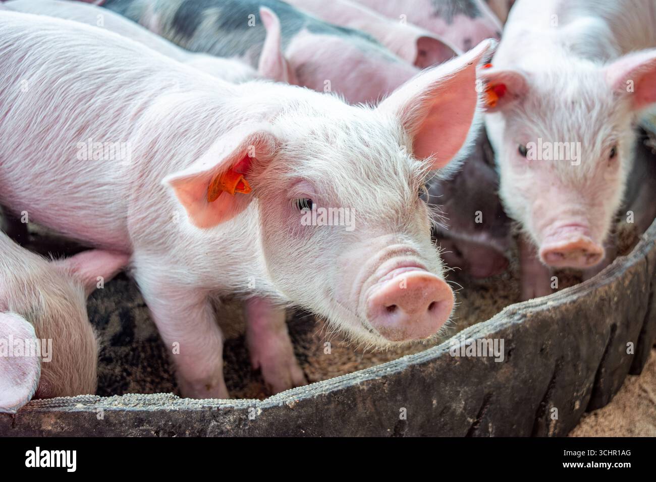 Eine Gruppe entzückender Ferkel in einem Stall in Popayán, Cauca, Kolumbien, die den Charme des ländlichen Lebens demonstrieren. Stockfoto