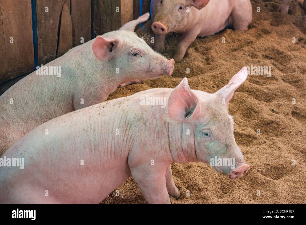 Drei Schweine, die in einem Sandstall ruhen, zeigen ihre rosa Haut und ihre neugierigen Ausdrücke, gefangen in Popayán, Cauca, Kolumbien. Stockfoto