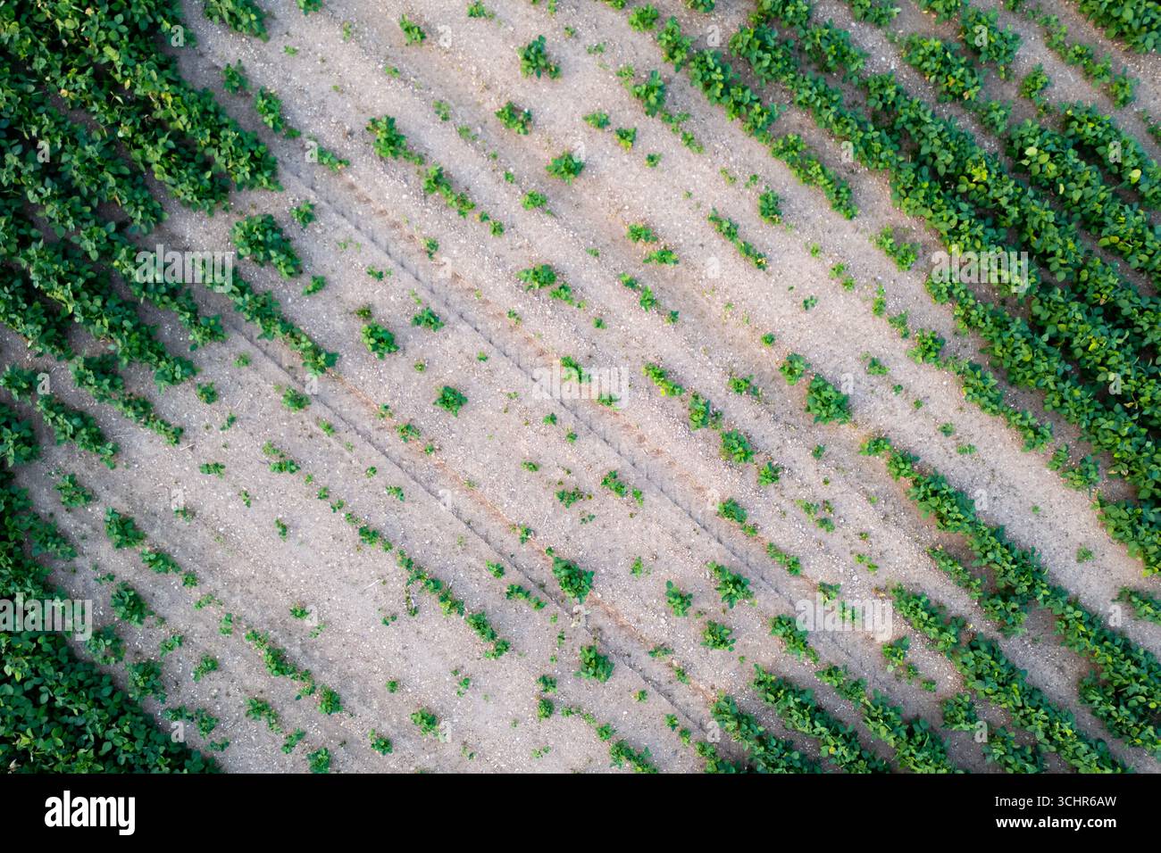 Trockensojabohnenfeld. Das Konzept der Auswirkungen des Luftverkehrs und des Klimawandels auf die Landwirtschaft Stockfoto