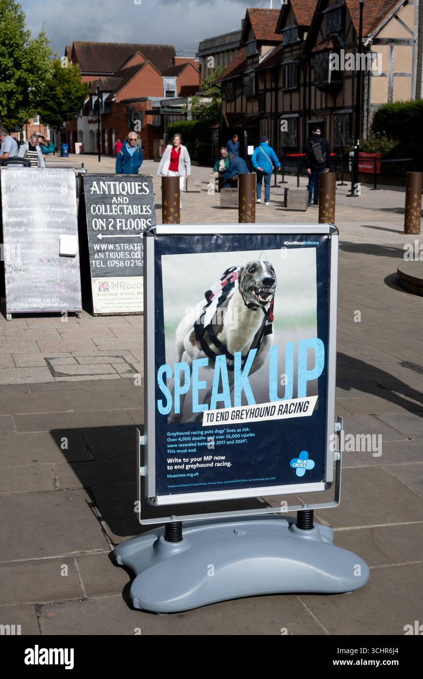 Das Greyhound Racing-Schild, Blue Cross Charity Shop, Stratford-upon-Avon, Großbritannien Stockfoto