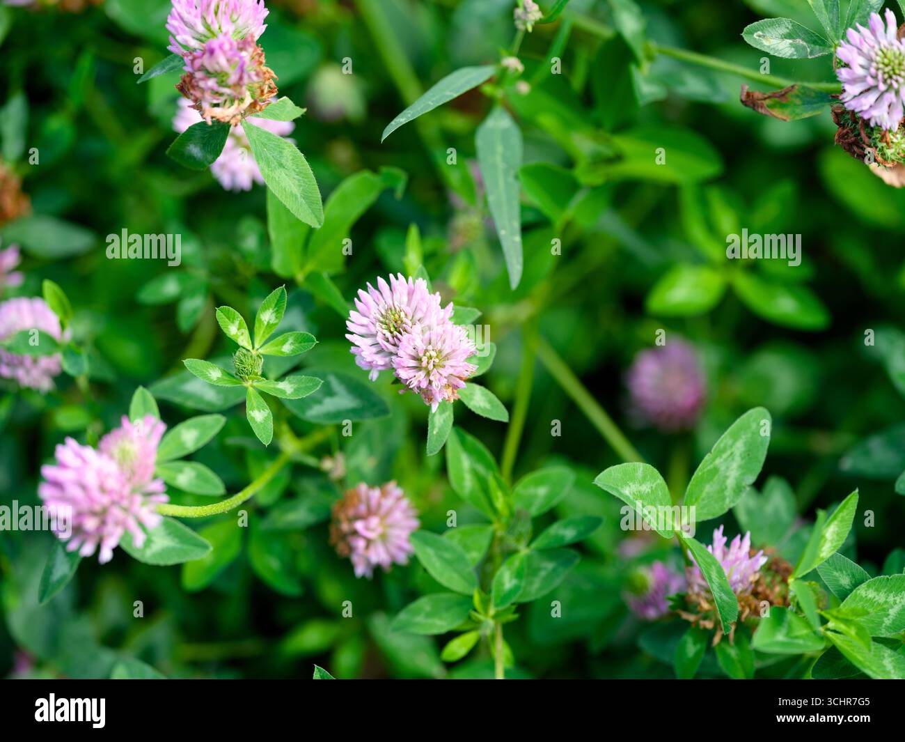 Blühende violette Eulenkleegel auf der Wiese Stockfoto