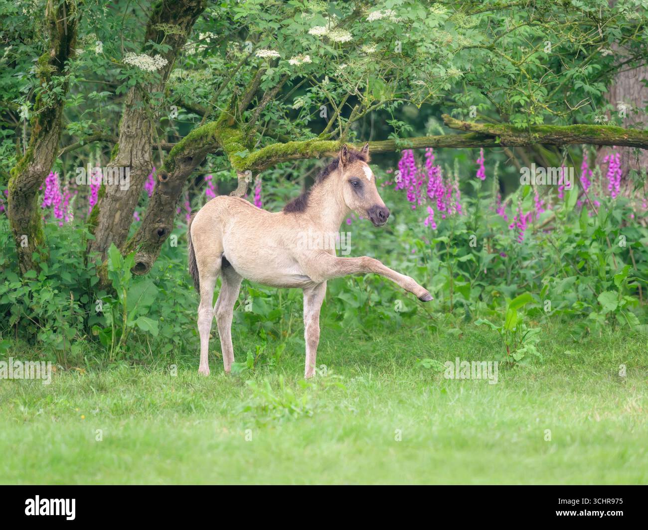 Ein niedliches Dulmen-Ponyfohlen, das auf einer grünen Wiese mit Blumen steht und sein gestrecktes Vorderbein hochzieht, Dülmen, Münsterland, NRW, Deutschland Stockfoto