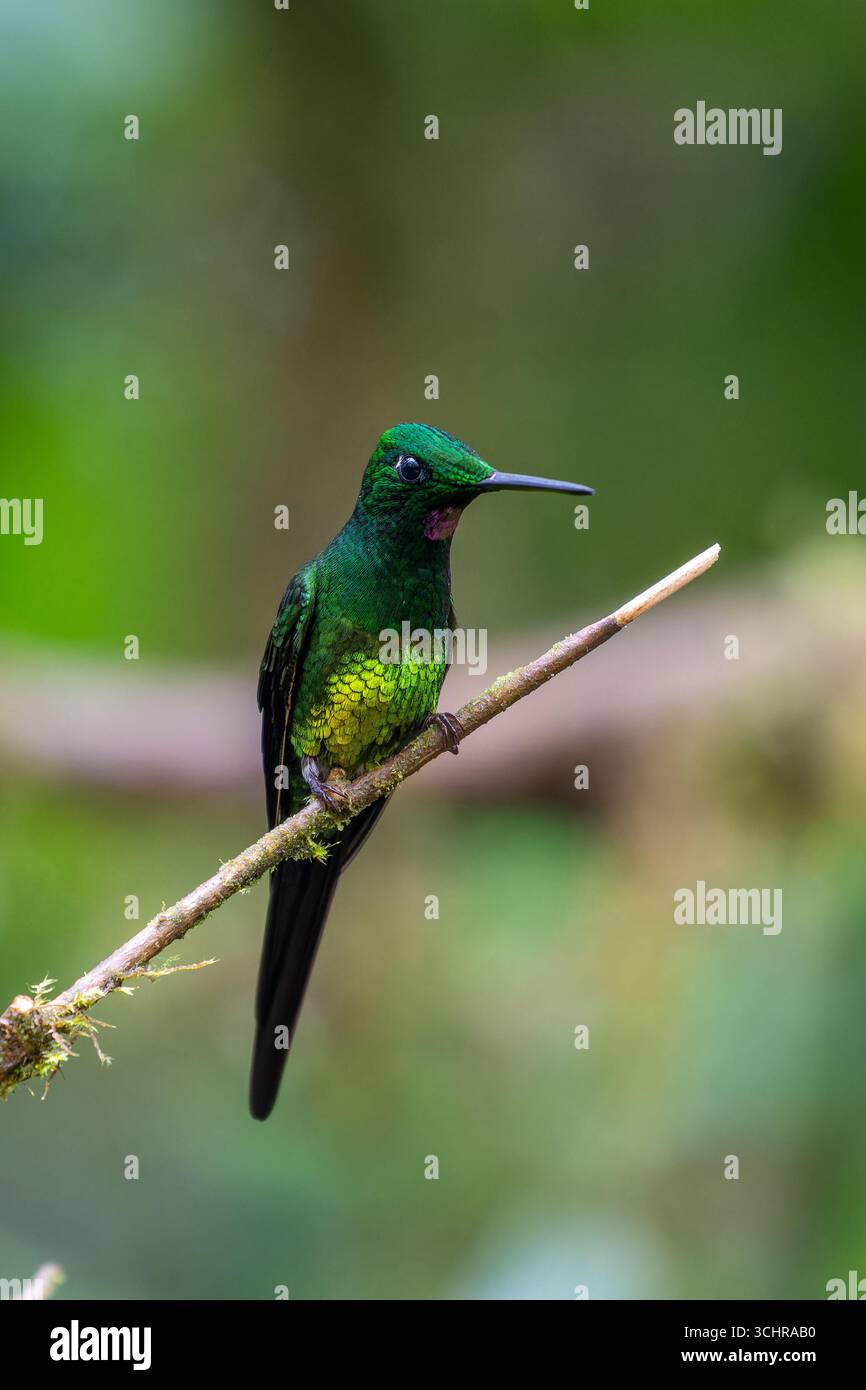 Eine männliche Kaiserin Brilliant, Heliodoxa jacula, die ihre schillernden Farben im Mindo Nebelwald in Ecuador blitzt. Stockfoto