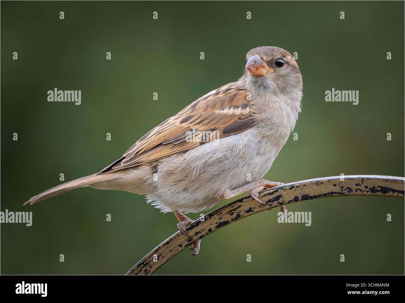 Weiblicher Hausspatzen (Passer domesticus) auf einer Metallstange Stockfoto