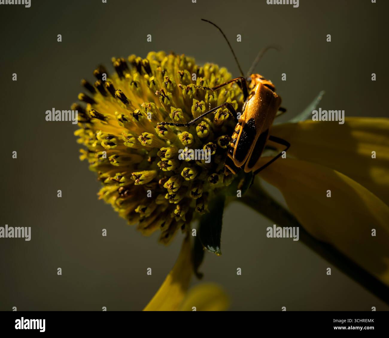 Makrofotos von Blumen am Morgen Stockfoto