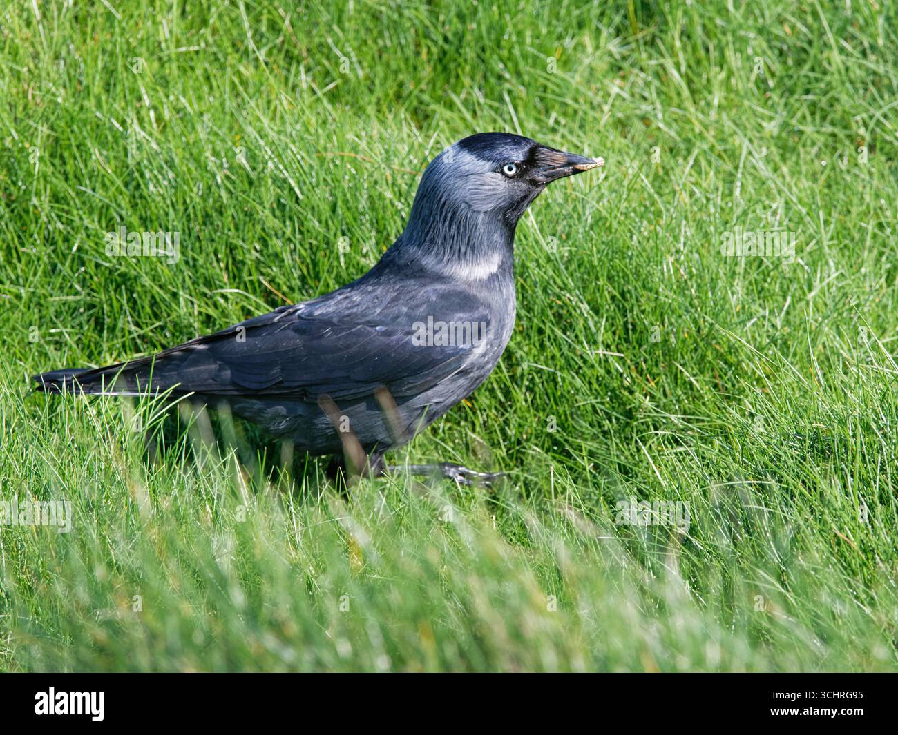 Jackdaw (Corvus monedula) mit raupenbeute, die während der Jagd auf Grasland an den Klippen gefangen wurde, Cornwall, Großbritannien, April. Stockfoto