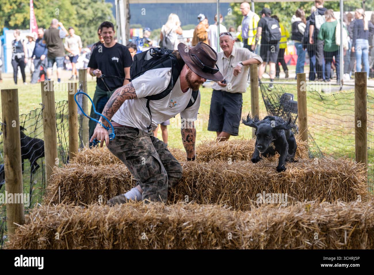 Dogs Agility Course, Chatsworth Country Fair, Derbyshire, Großbritannien Stockfoto