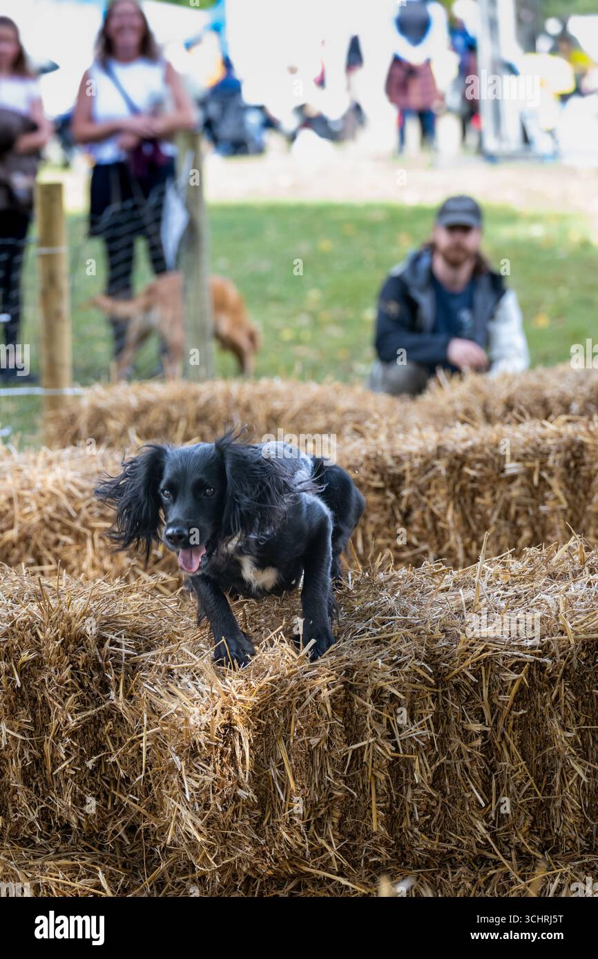 Dogs Agility Course, Chatsworth Country Fair, Derbyshire, Großbritannien Stockfoto