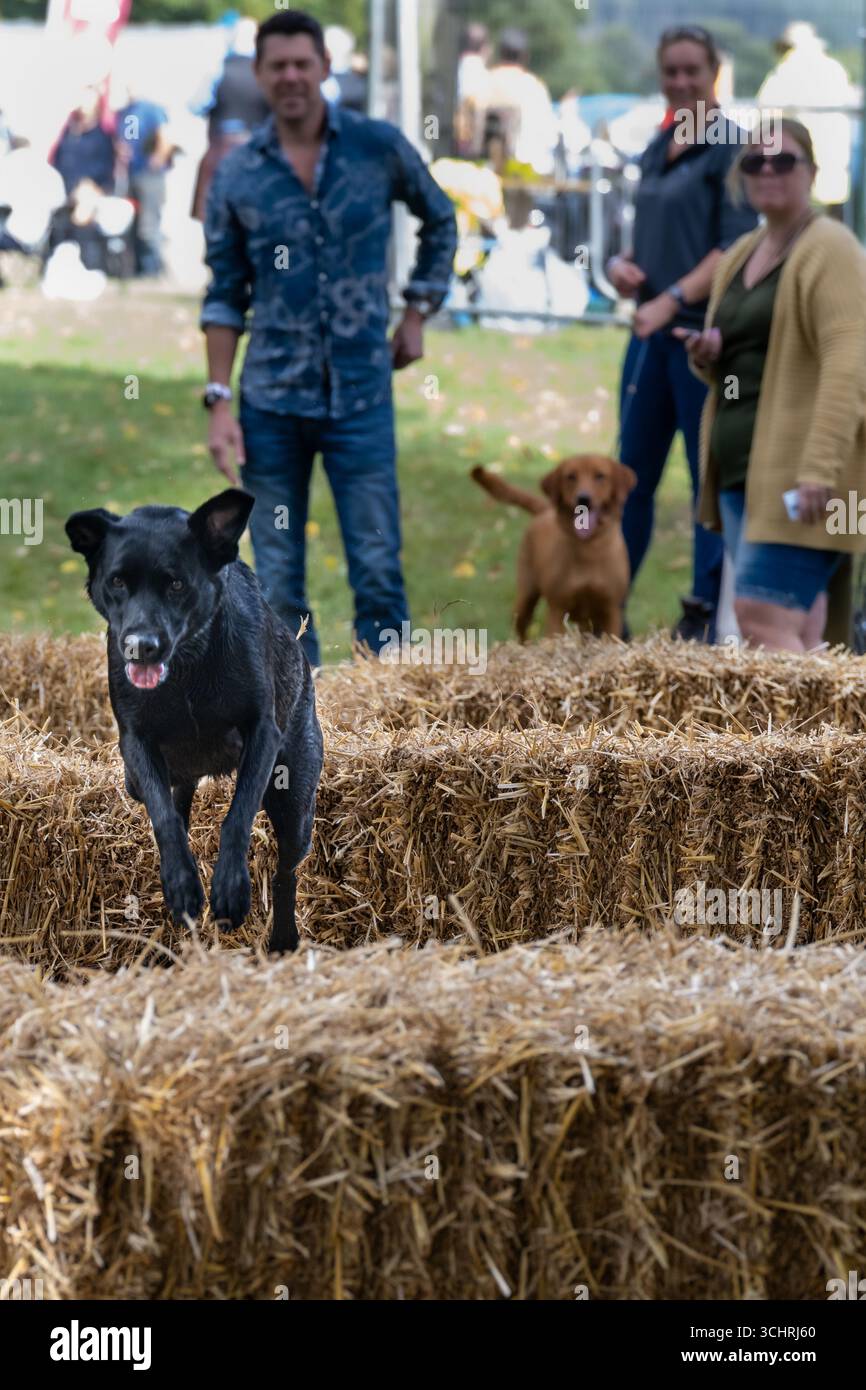 Dogs Agility Course, Chatsworth Country Fair, Derbyshire, Großbritannien Stockfoto