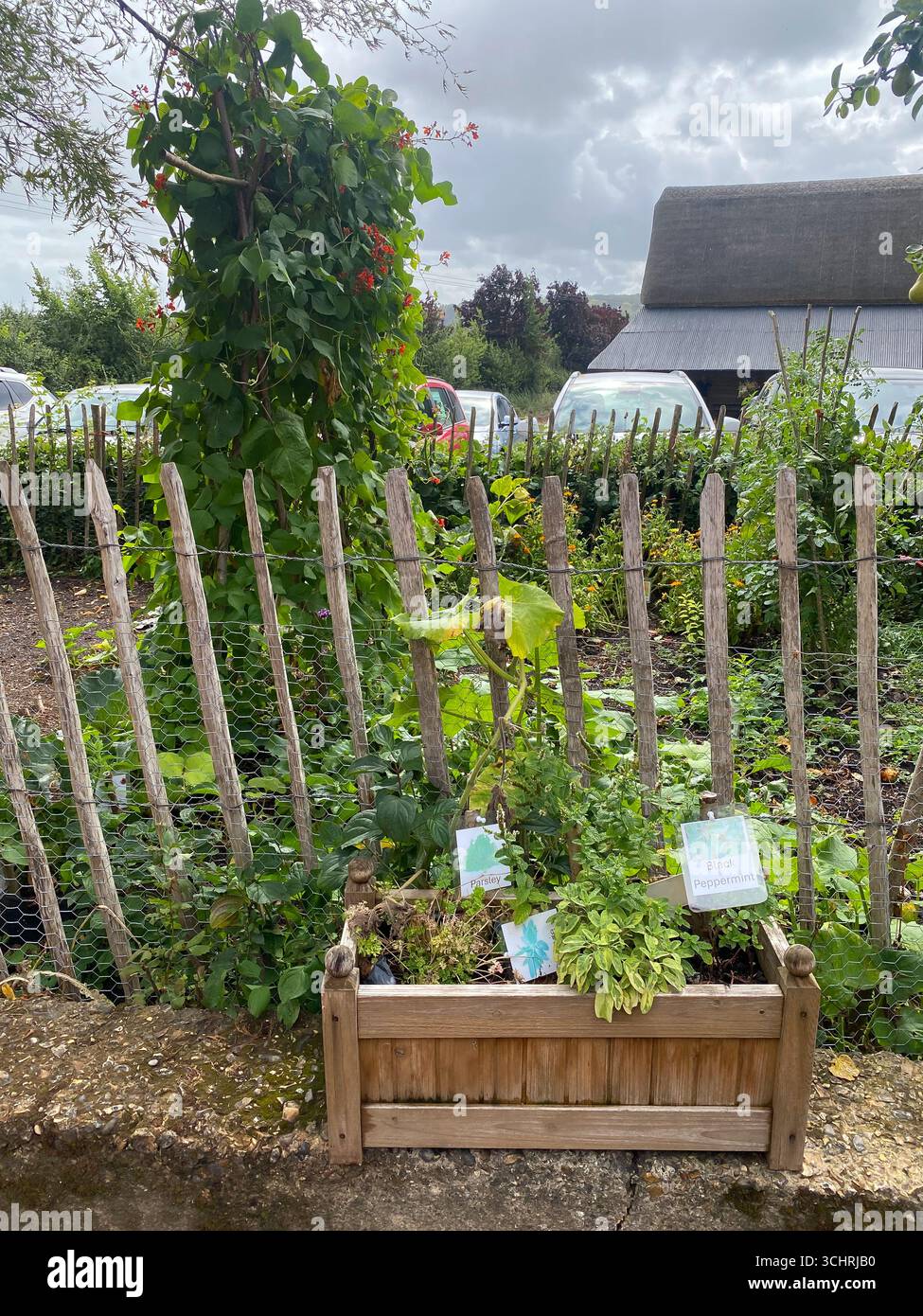 Kräuter und Gemüse, die in einem Gemüsegarten wachsen - Smartphone-aufgenommenes Stockfoto