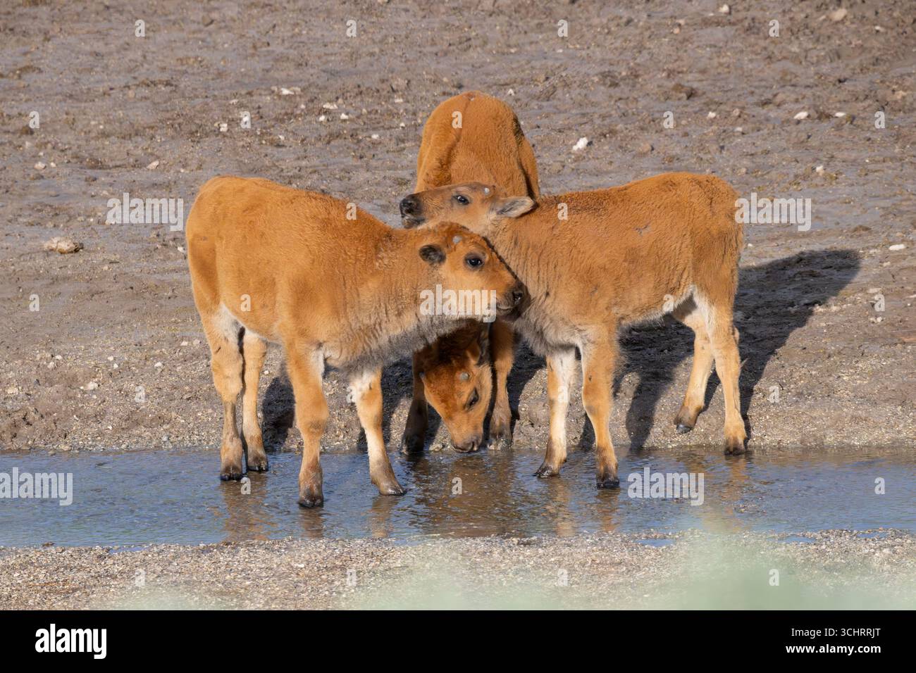 Buffalo (Bison Bison) Kalbsspiele. Juni im Yellowstone-Nationalpark, Wyoming. Stockfoto