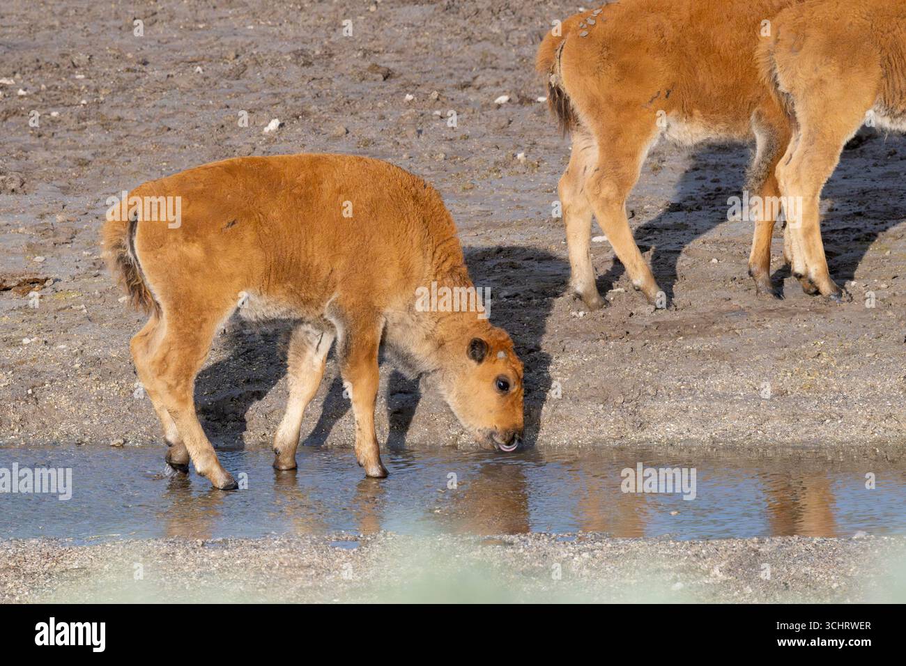 Büffel (Bison Bison) Kalbstrinken. Juni im Yellowstone-Nationalpark, Wyoming. Stockfoto