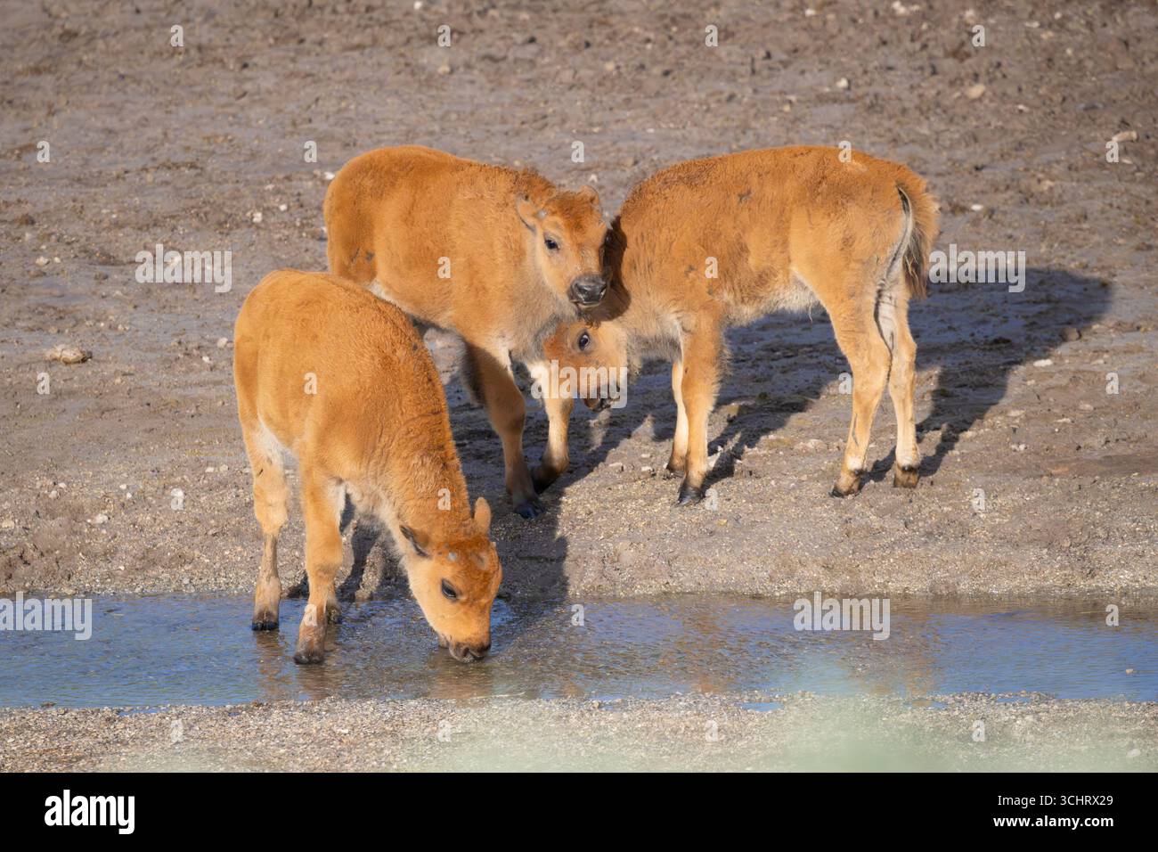 Buffalo (Bison Bison) Kalbsspiele. Juni im Yellowstone-Nationalpark, Wyoming. Stockfoto
