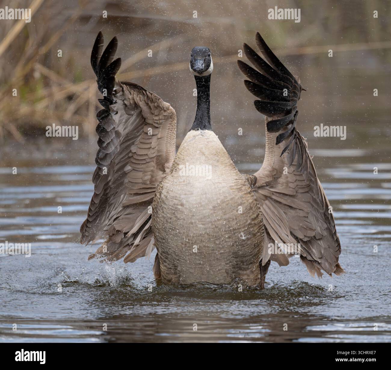 Kanadische Gans (Branta canadensis). Anfang Mai im Acadia-Nationalpark, Maine, USA. Stockfoto