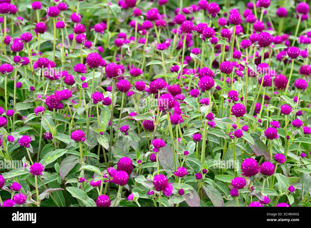 Violette Sommerblumen der jährlichen Pflanze Gomphrena globosa oder Globe amaranth UK Garden August Stockfoto